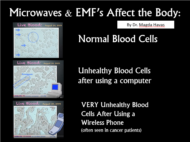 EMF blood cells 1